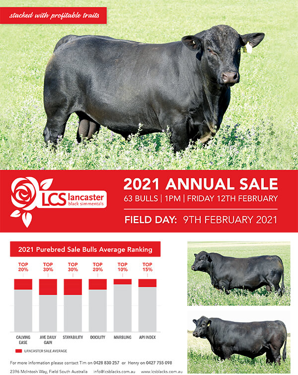 Lancaster Blacks 2021 February Bull Sale